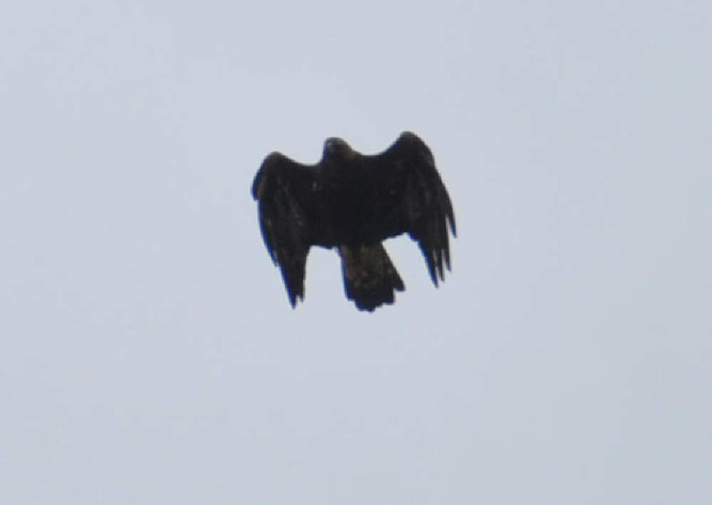 Aquila sulla cima del Prato Pulito