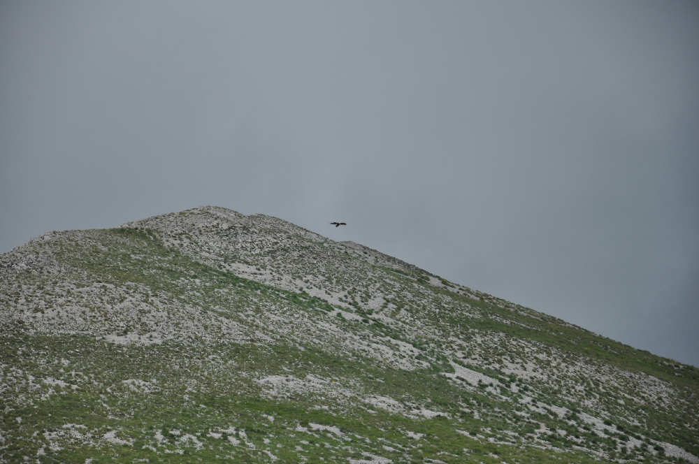 Aquila sulla cima del Prato Pulito