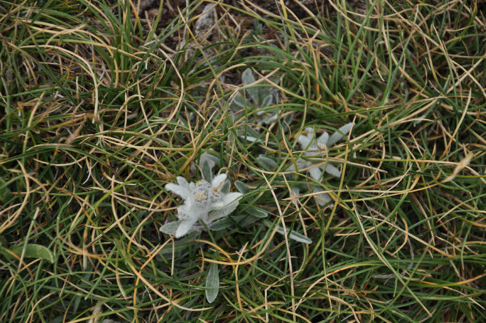 Stella alpina