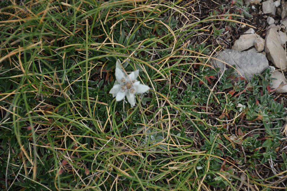 Stella alpina