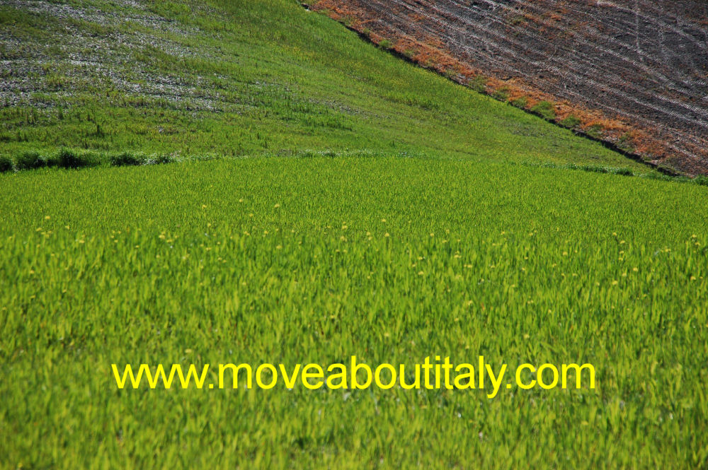 La primavera delle Crete Senesi