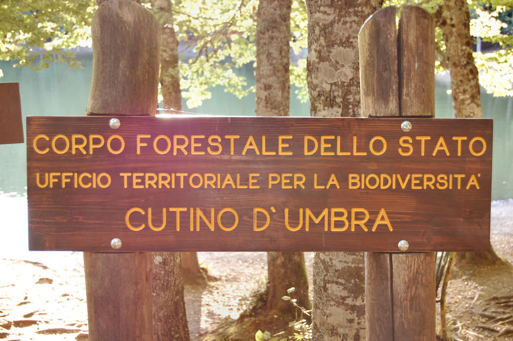 Foresta Umbra a Cutino d'Umbra