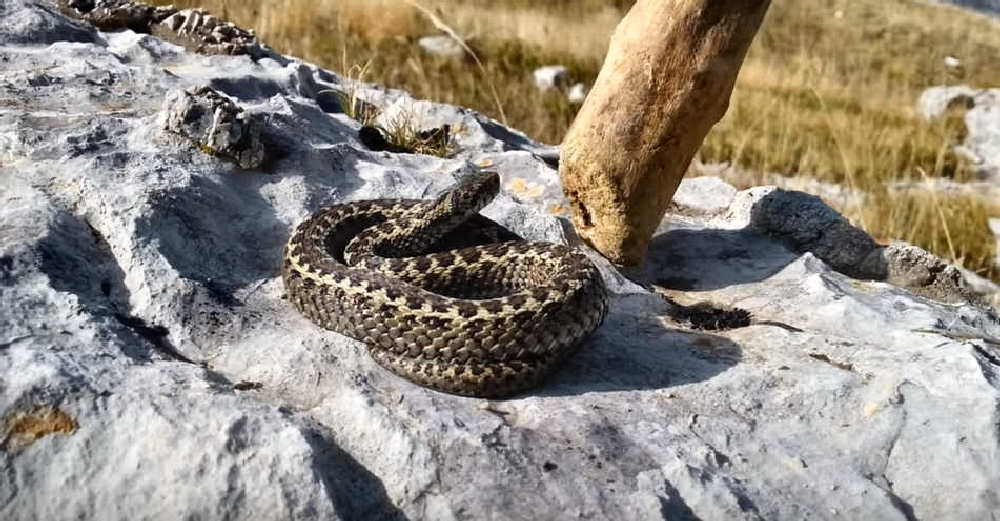 Vipera Ursini
