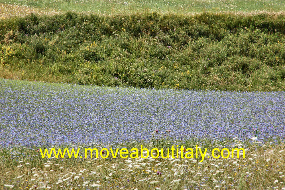 Infiorata
