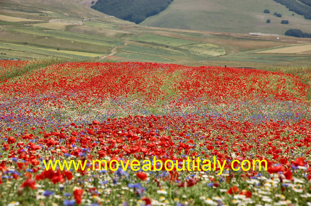 Infiorata