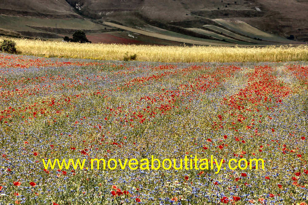 Infiorata