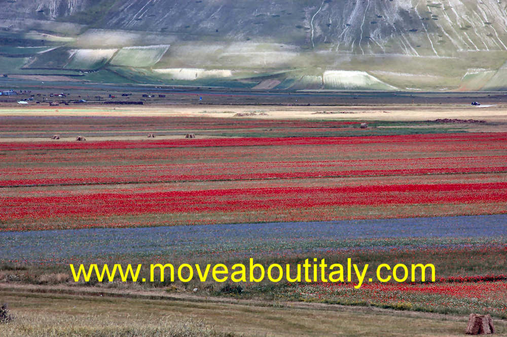 Infiorata