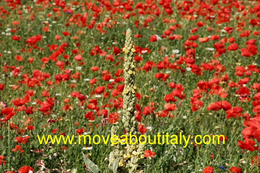 Infiorata