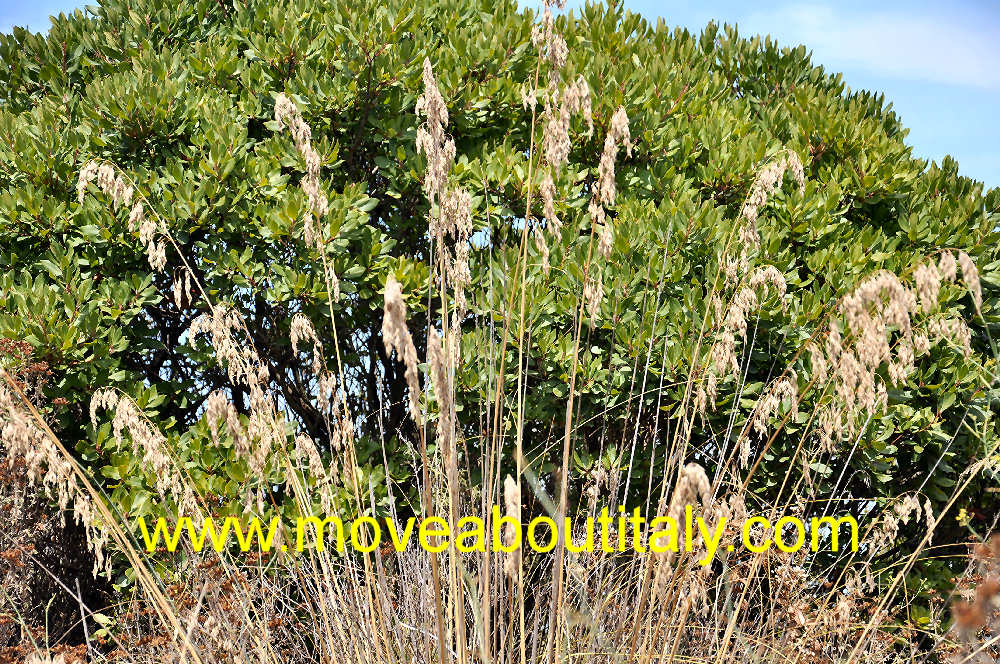 Macchia Mediterranea