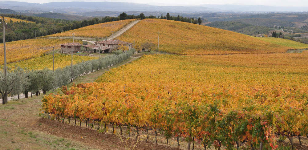 Vigna di Casalferro