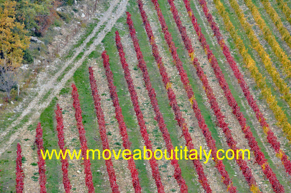 Vigne dei Tarci