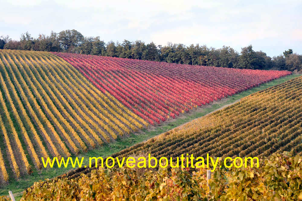 Vigne dei Tarci