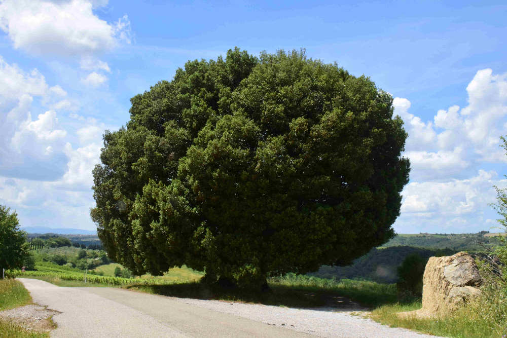 Vigna del Leccione