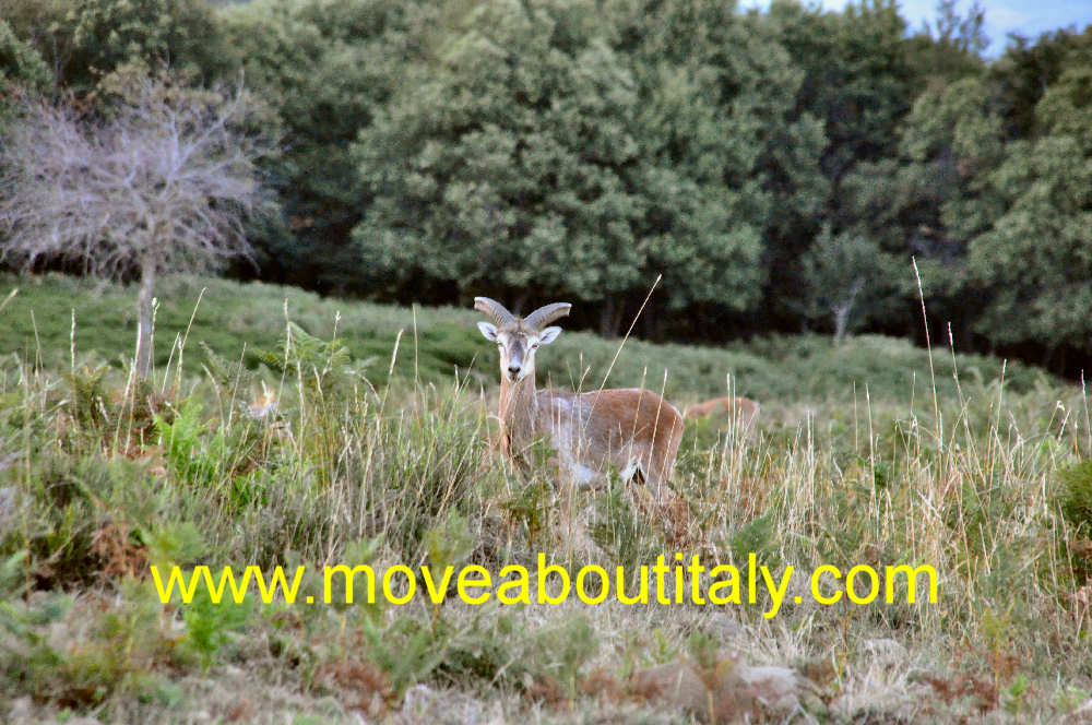 un bel capriolo