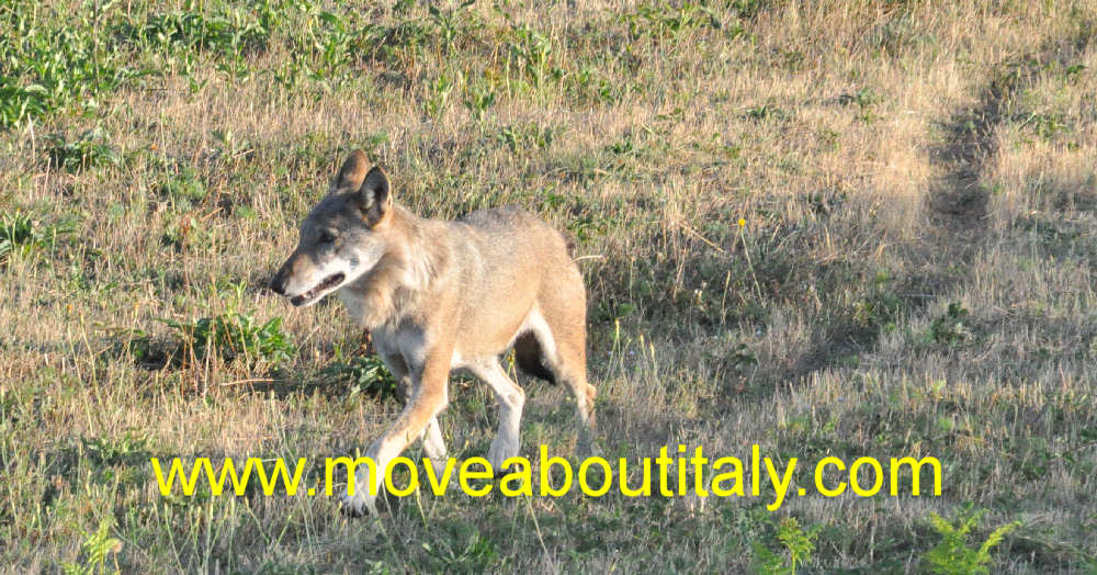 Nella tana del Lupo