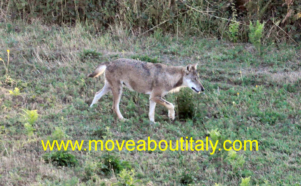 Nella tana del Lupo