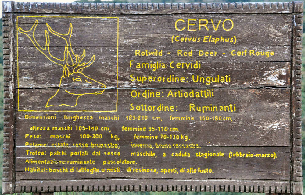 Scheda cervo