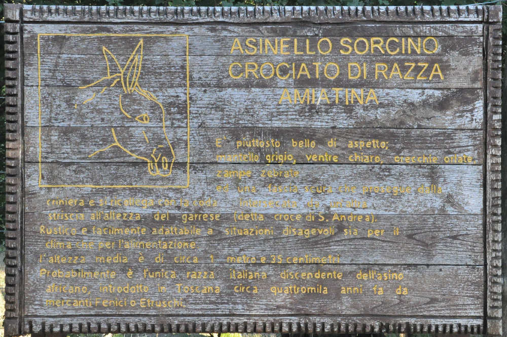 Il sorcino crociato dell'Amiata
